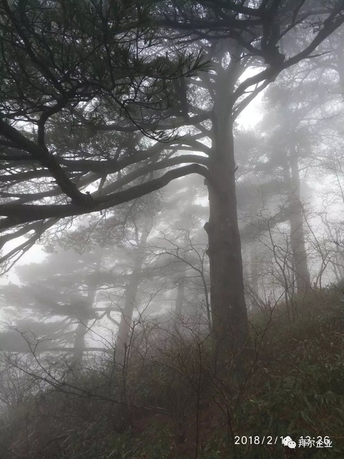 芭乐app视频下载官方地板黄山之旅